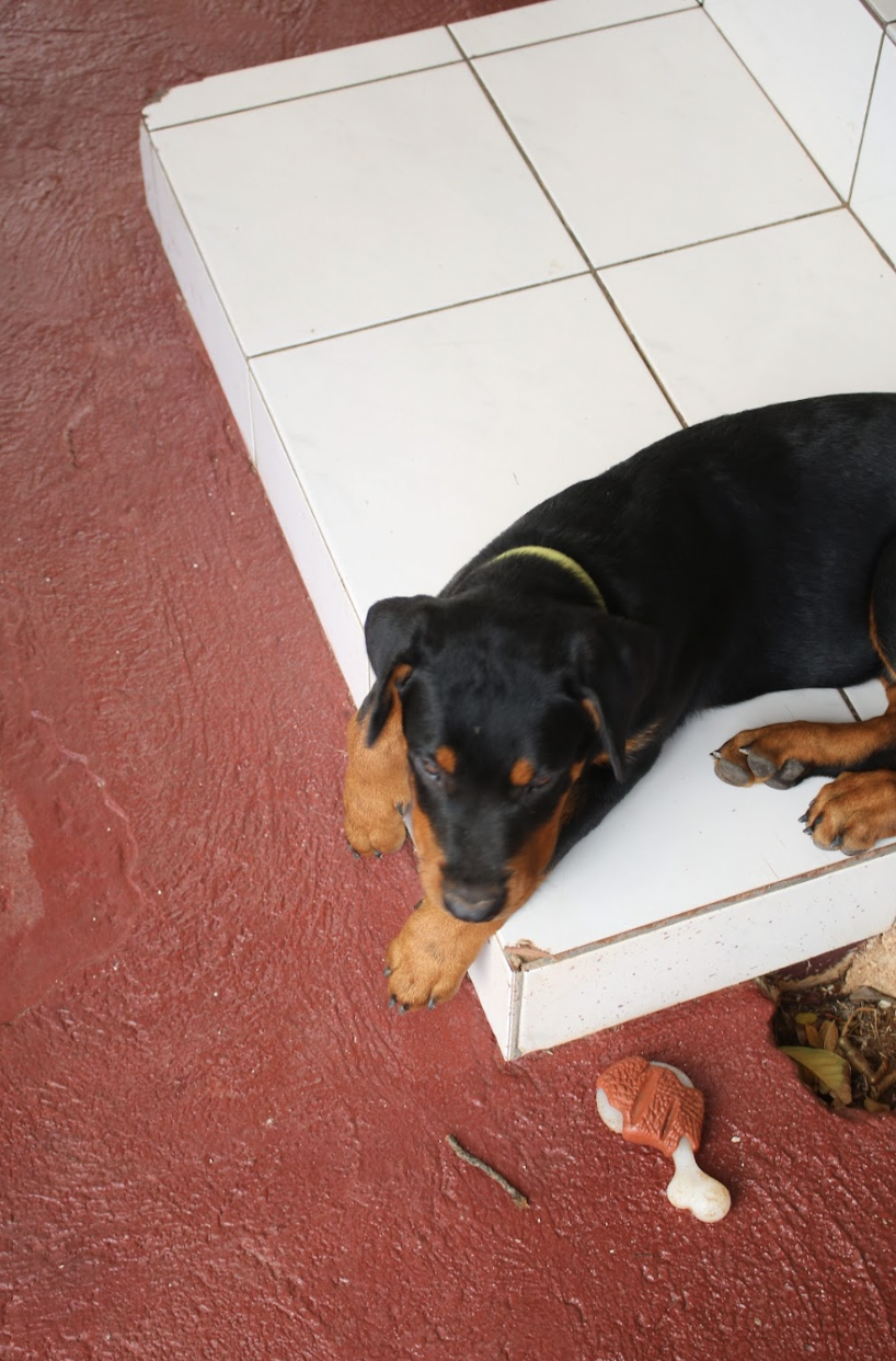 The Indicator x The Student: “From the Porch”